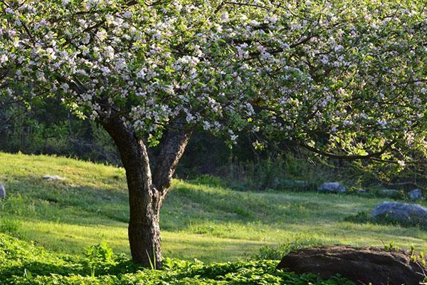 el manzano de la variedad Uslada está en flor