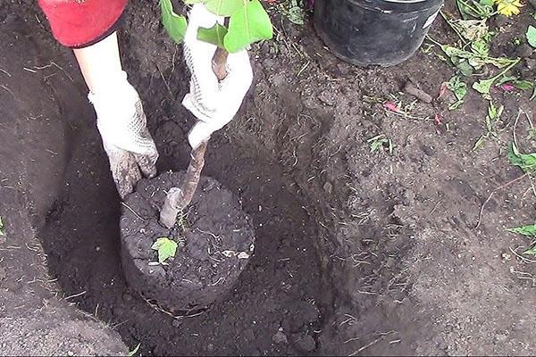plantar una plántula de manzano