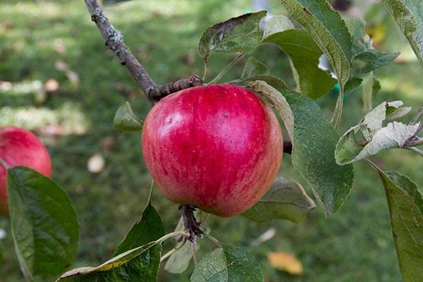 variedad de manzana Uslada