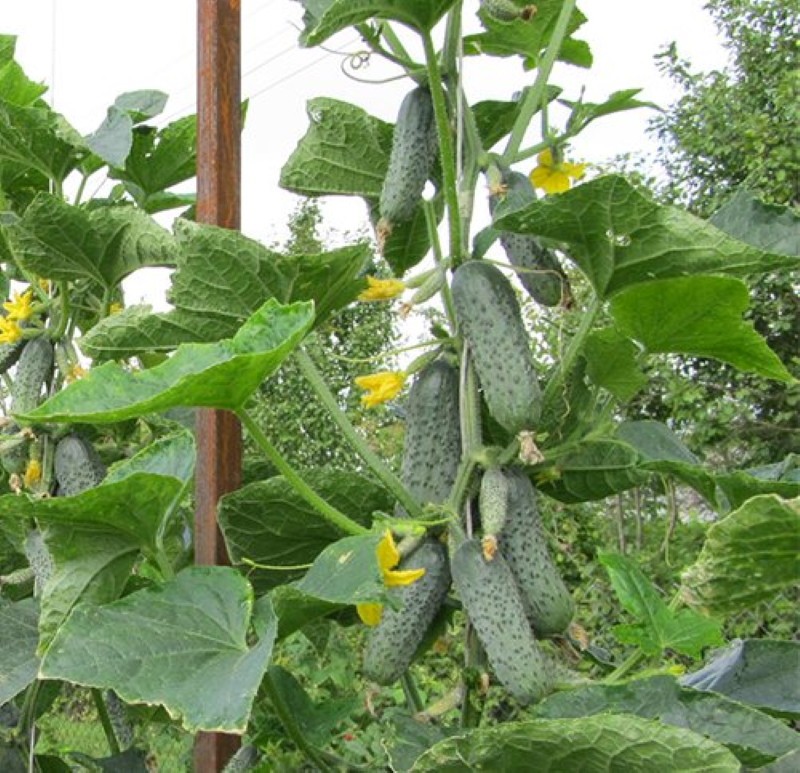 Cultivo de pepino crispina F1