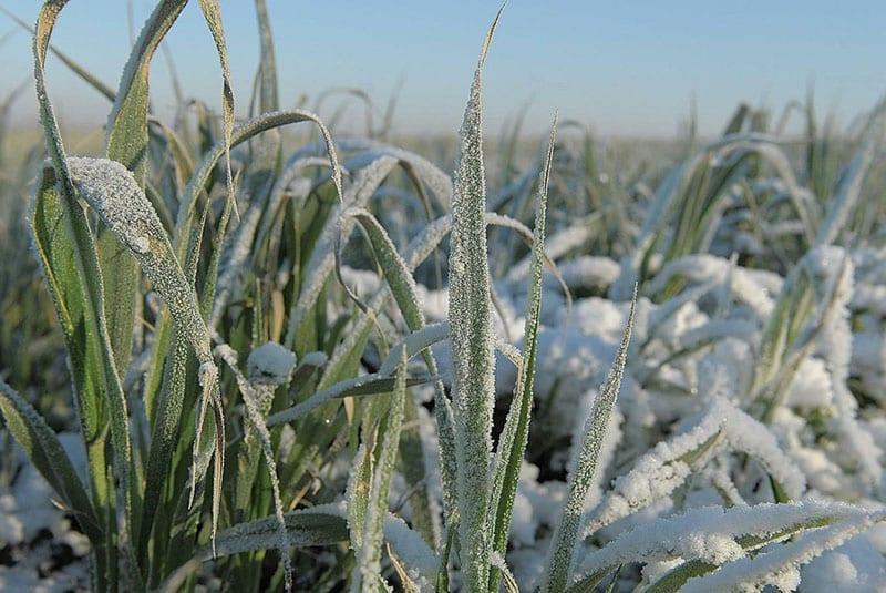 planta de erizo en invierno