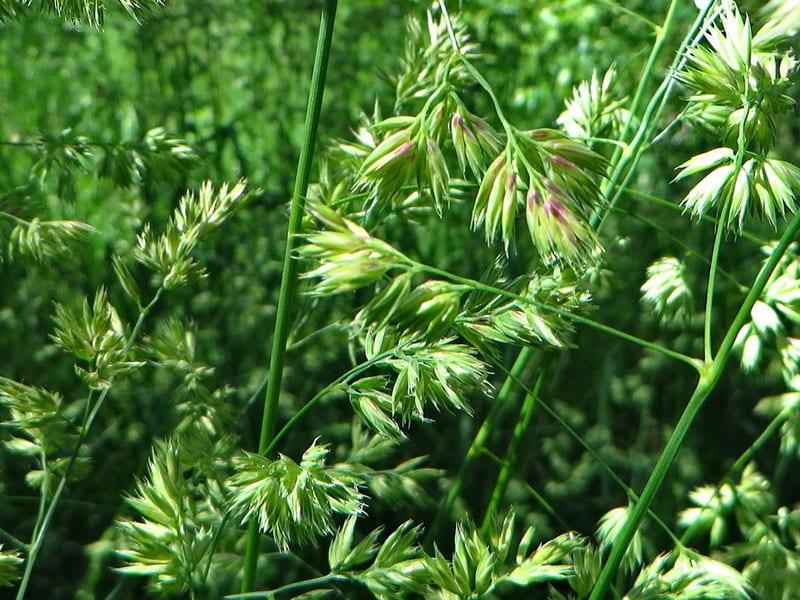 flores de erizo