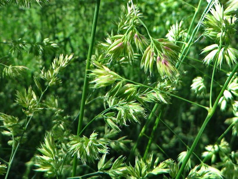 fleurs de hérisson