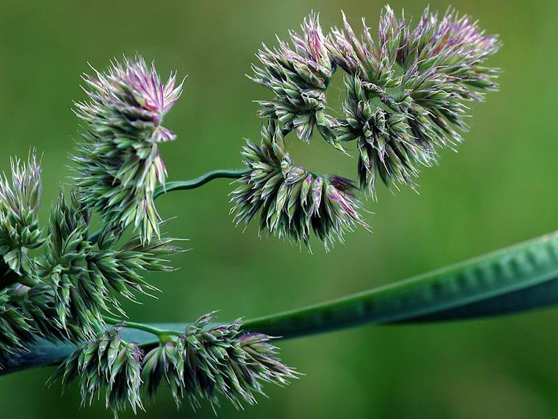 hérisson aux herbes