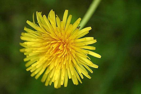 pissenlits dans le jardin