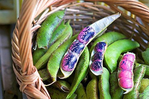 Las vainas de frijoles se utilizan en la medicina popular.