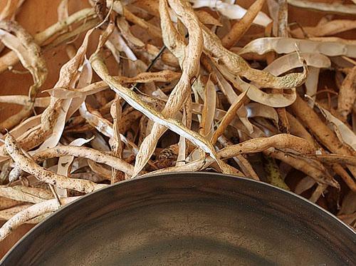 Les coquilles de haricots sont bénéfiques pour le diabète