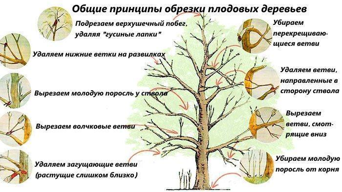 Principios generales de la poda de árboles frutales.