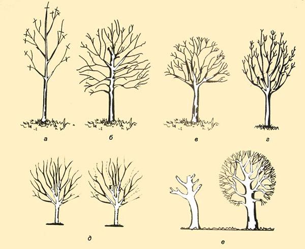 Formando y podando árboles