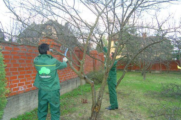 Poda de árboles frutales en primavera