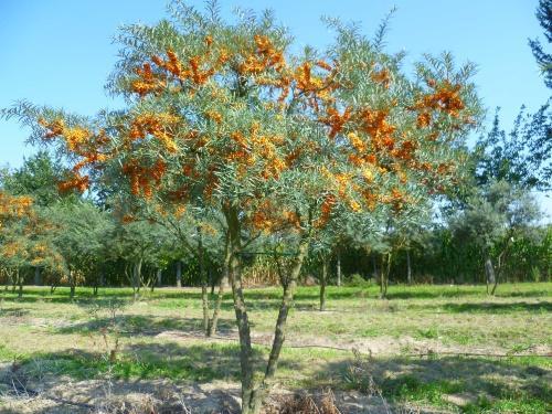 árbol de espino amarillo
