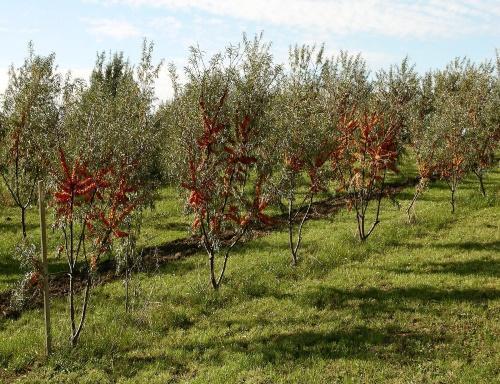 argousier dans le jardin