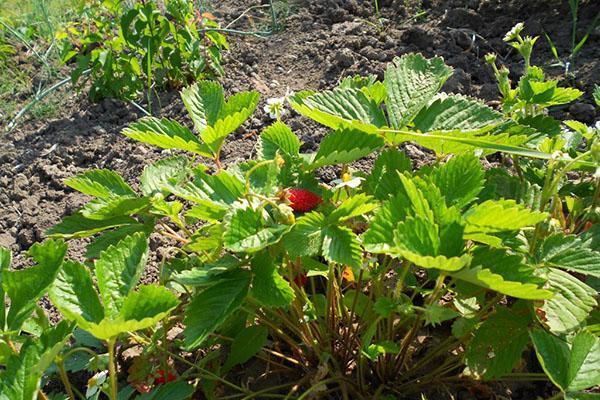 Strawberry Baron Solemacher en el sitio