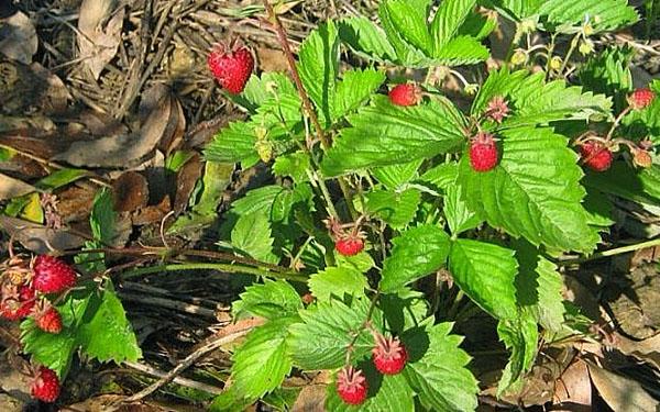 variétés à fruits Baron Solemacher