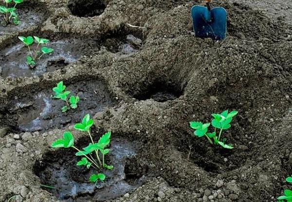 plantar plántulas en campo abierto.