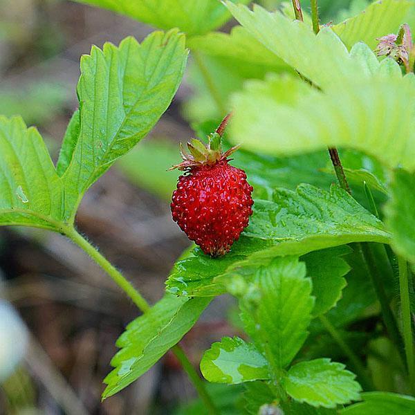 fraise Baron Solemacher