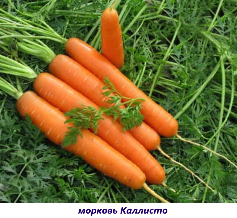 variété de carotte callisto