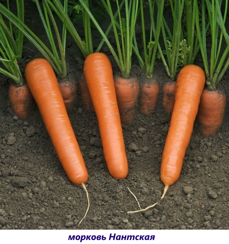 variedad de zanahoria Nantes