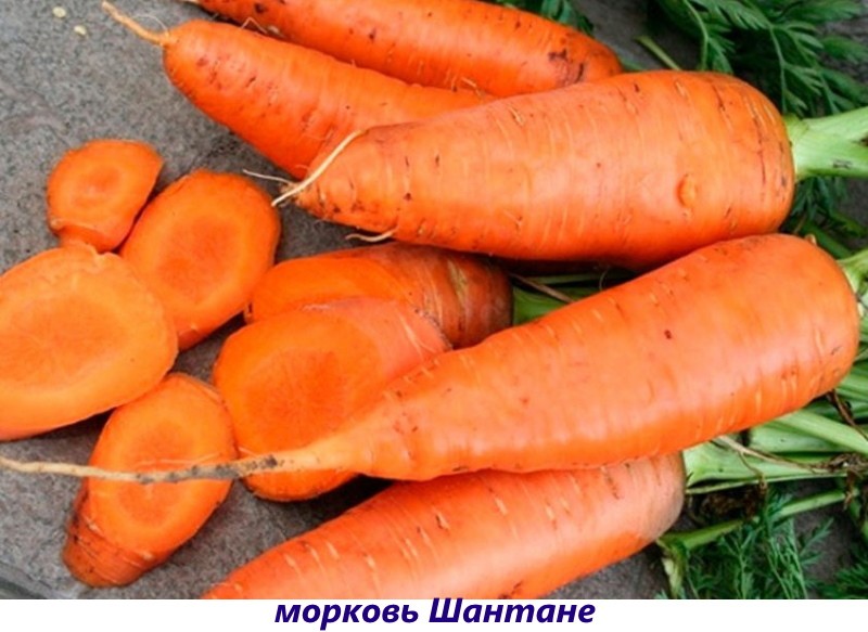 variedad de zanahoria shantane