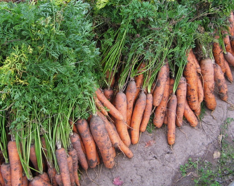 características del cultivo de zanahorias en los Urales