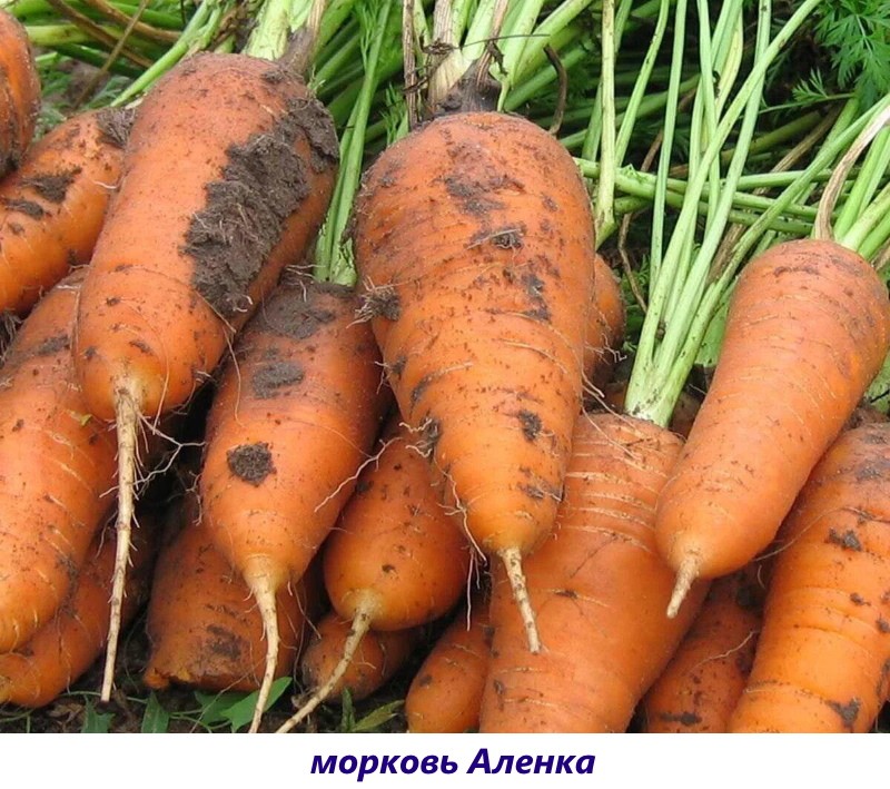 variedad de zanahoria alenka