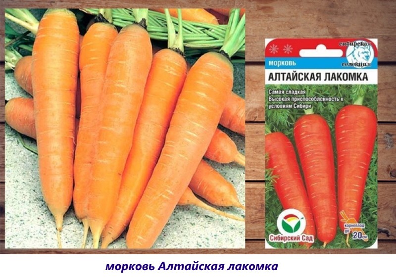 variété de carottes Altai gourmet
