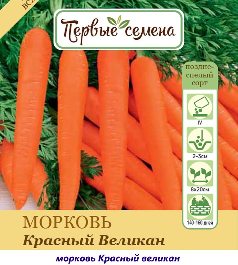 variété de carotte géante rouge