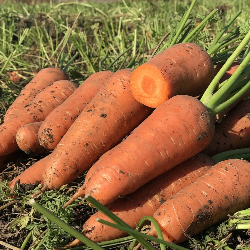 variétés de carottes pour l'Oural