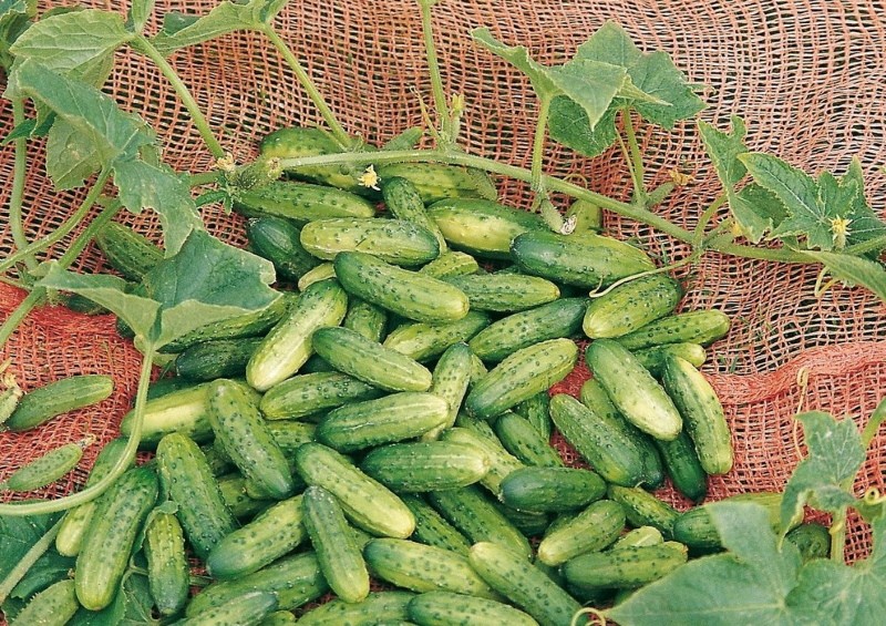 Pros y contras de los pepinos Cedric