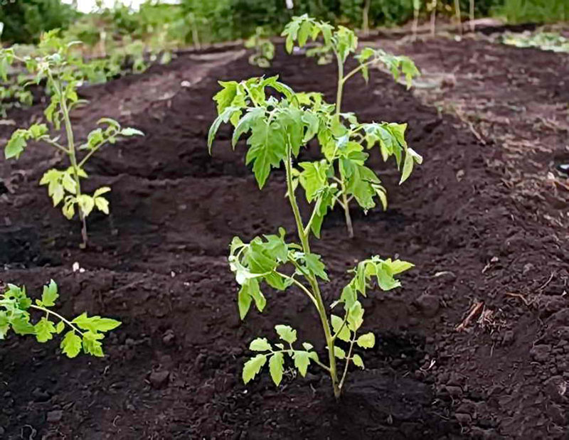 esquema de plantación de tomate