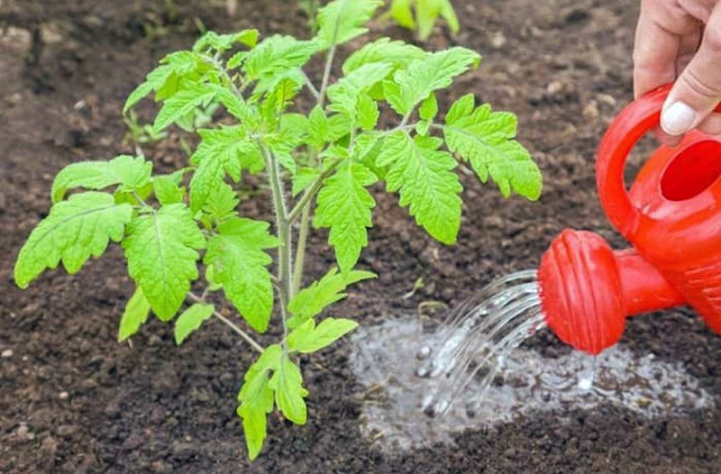 cuidando tomates