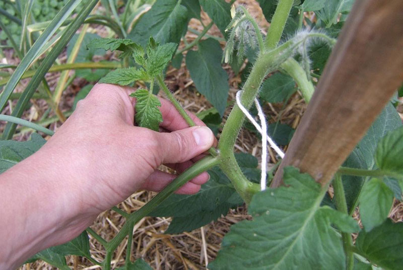 pellizcando tomate calado
