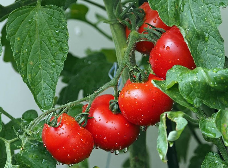 Tomate híbrido maduro temprano calado