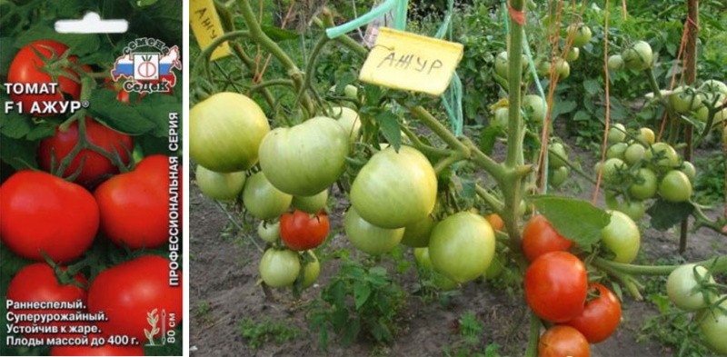Variedad de tomate calado en un jardín abierto