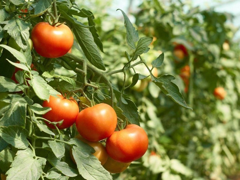 cultivo de tomates de la variedad Azhur