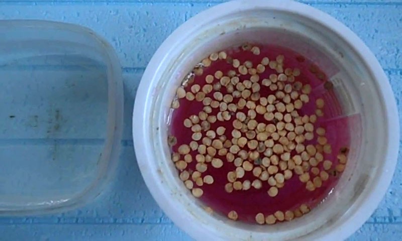 tratamiento de semillas de tomate