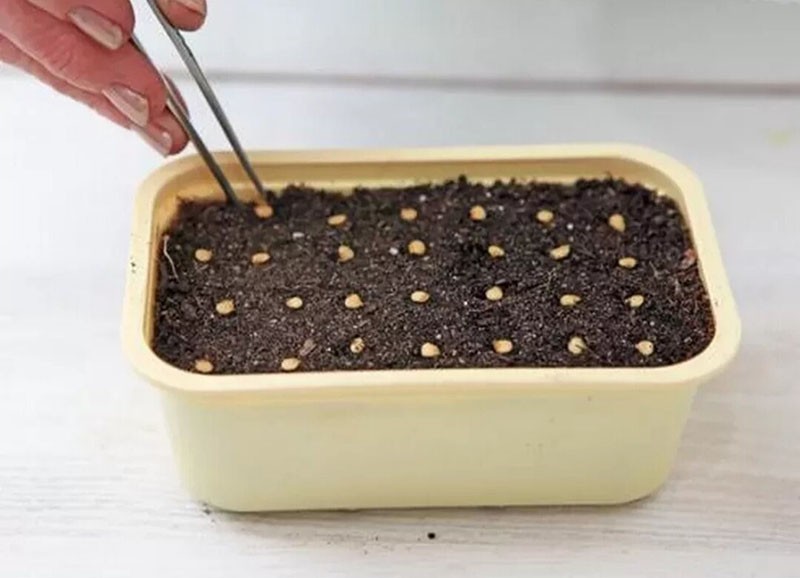 sembrar tomates para plántulas