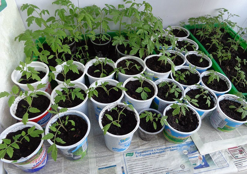 plántulas de tomate