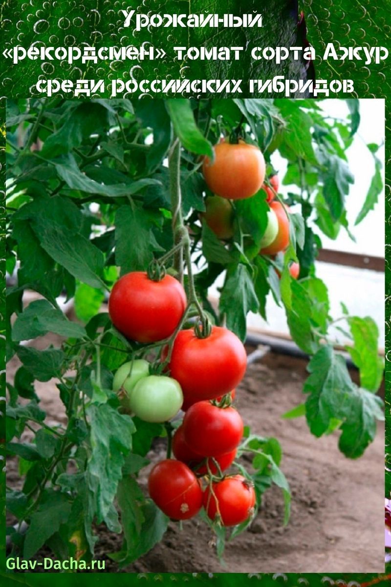 tomate ajourée