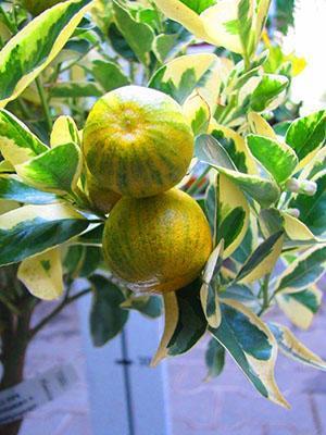 Calamondin abigarrado da fruto