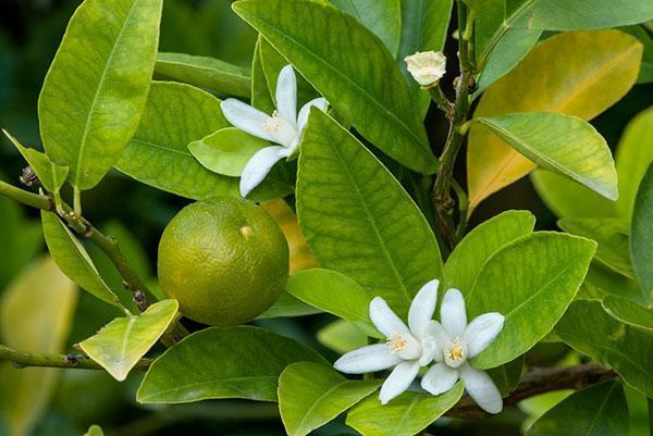 Después de comprar calamondin, necesita un trasplante.