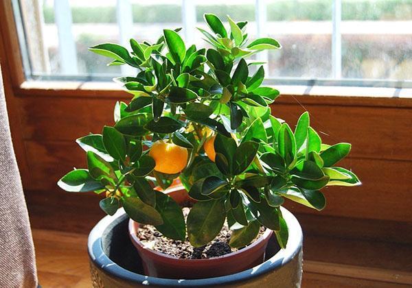 Calamondin a besoin d'un rétro-éclairage en hiver.