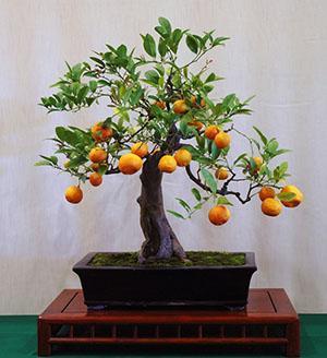 Bonsai calamondin