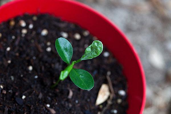 Cultivo de calamondin a partir de semillas