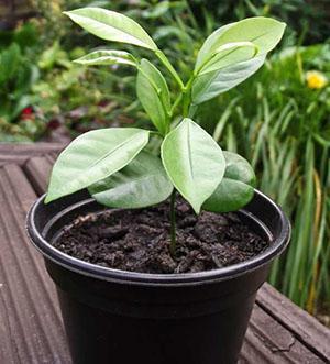 Calamondin joven retoño