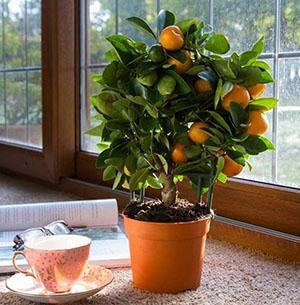 Calamondin en el alféizar de la ventana