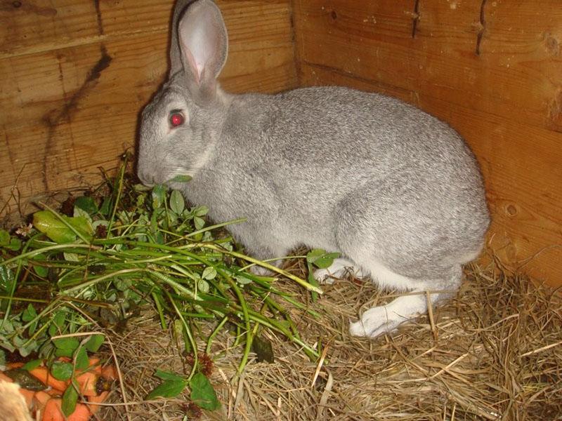 nourrir les lapins