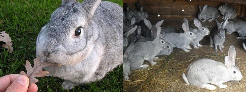 élevage de lapins