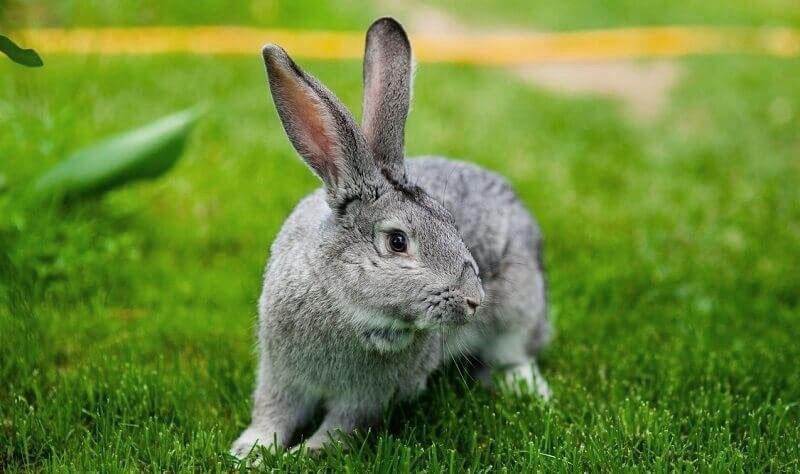 Lapin chinchilla soviétique