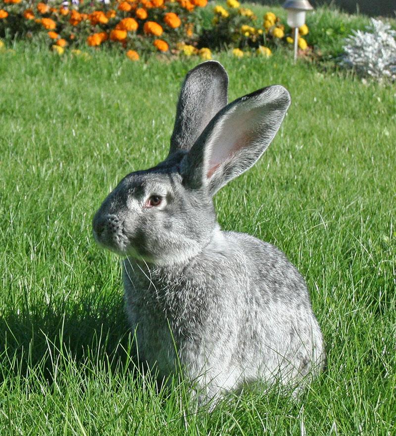 race domestique de lapins
